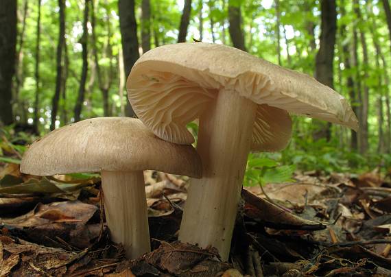 povraznica širokolupeňová Megacollybia platyphylla (Pers.) Kotl. & Pouzar