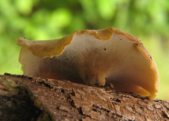 trúdnik Polyporus sp.