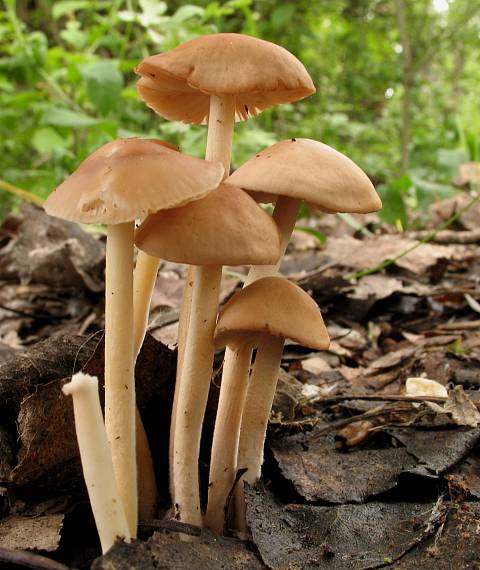 tanečnica poľná Marasmius oreades (Bolton) Fr.