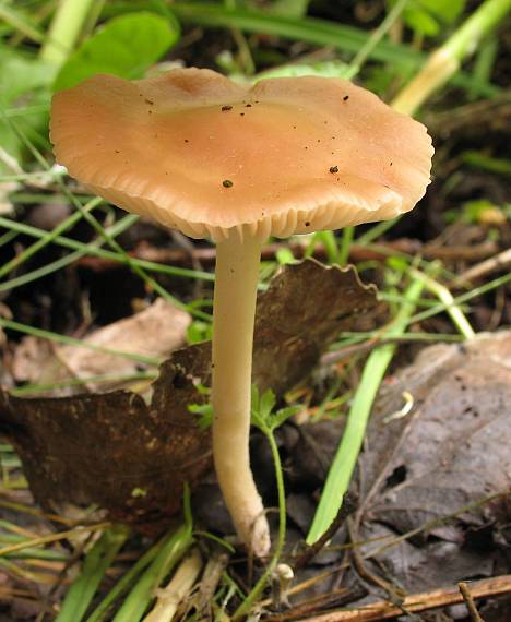 tanečnica poľná Marasmius oreades (Bolton) Fr.