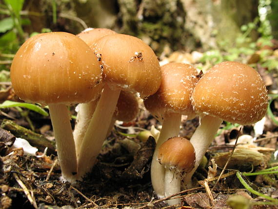 drobuľka Psathyrella sp.