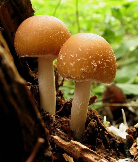 drobuľka Psathyrella sp.