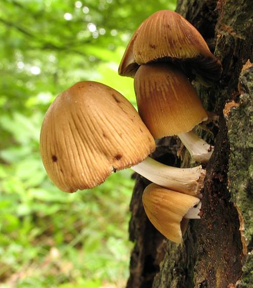 hnojník okrový Coprinellus domesticus (Bolton) Vilgalys, Hopple & Jacq. Johnson