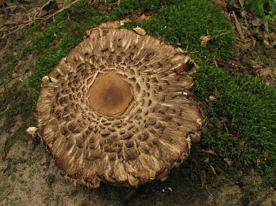 bedľa Macrolepiota sp.