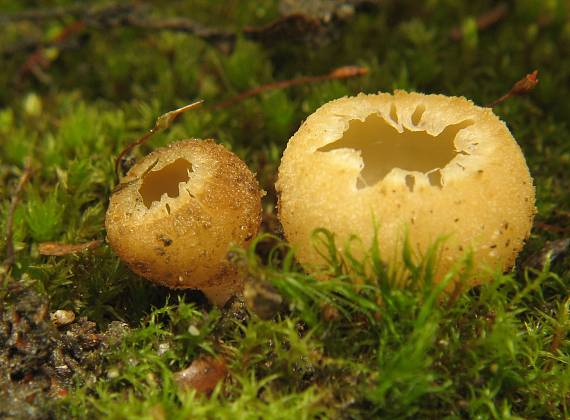 tarzeta pavučinkatá, Zvonkovka číškovitá závojová Tarzetta velata (Quél.) Svrček