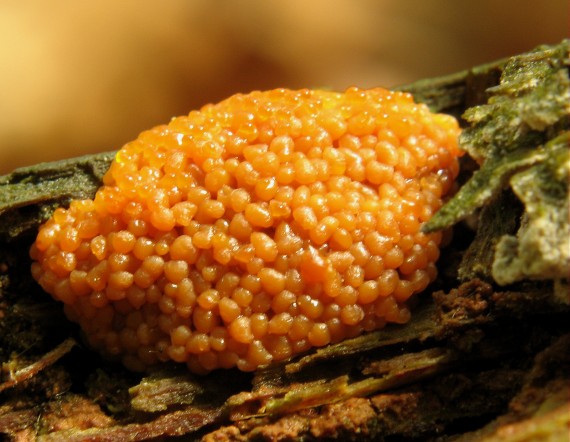 zlepníček jahodovitý? Tubifera ferruginosa (Batsch) J.F. Gmel.