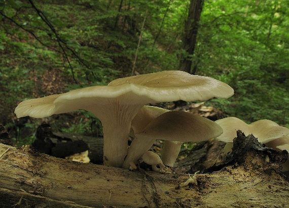 hliva buková, Hlíva plicní Pleurotus pulmonarius (Fr.) Quél.