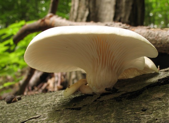 hliva buková, Hlíva plicní Pleurotus pulmonarius (Fr.) Quél.