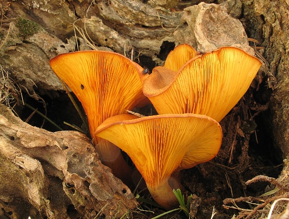 kališník hnedooranžový,Hlíva olivová Omphalotus olearius (DC.) Singer