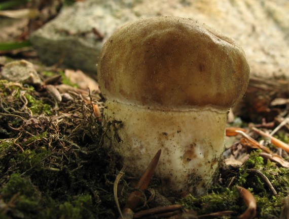 hríb dubový, Hřib dubový Boletus reticulatus Schaeff.