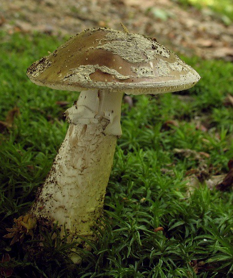 muchotrávka hrubá, Muchomůrka šedivka var. tlustá Amanita excelsa (Fr.) Bertill.