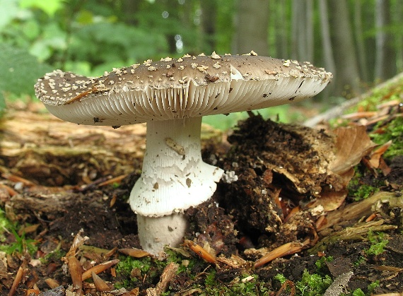 muchotrávka hrubá, Muchomůrka šedivka var. tlustá Amanita excelsa (Fr.) Bertill.