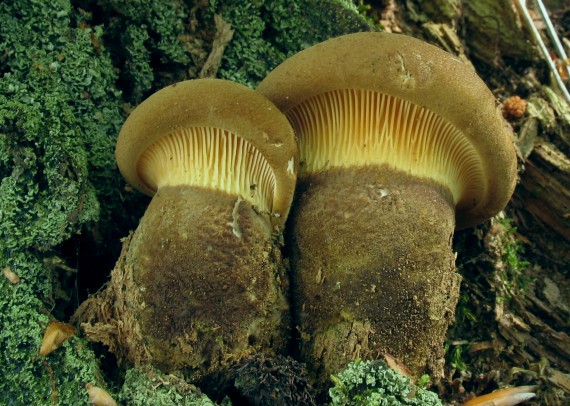 čechračka tmavohlúbiková, Čechratka černohuňatá Tapinella atrotomentosa (Batsch) Šutara
