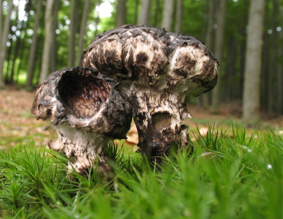 šiškovec šupinatý, Šiškovec černý Strobilomyces strobilaceus (Scop.) Berk.