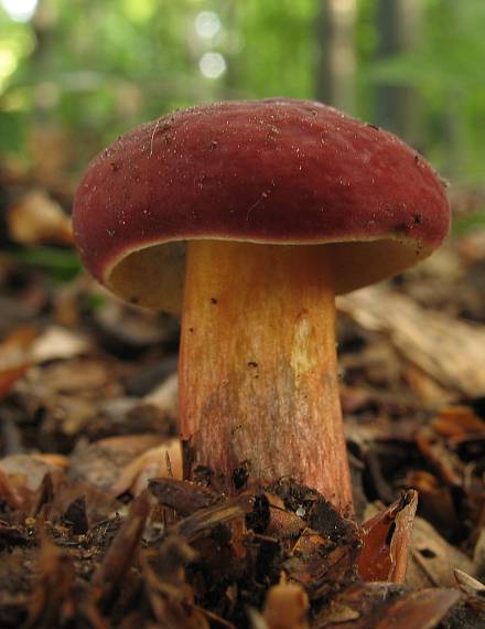 suchohríb karmínový, Suchohřib červený Hortiboletus rubellus (Krombh.) Simonini, Vizzini & Gelardi