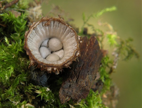 čiaškovec pásikavý, Číšenka rýhovaná Cyathus striatus (Huds.) Willd.