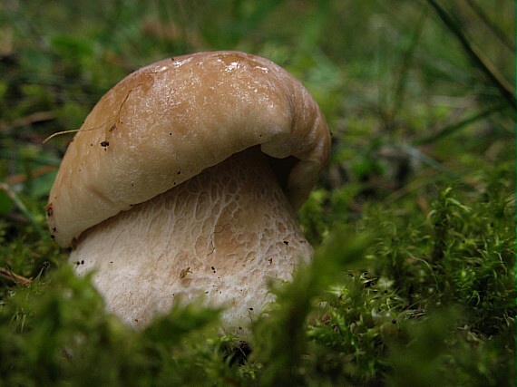 hríb smrekový,Hřib smrkový Boletus edulis Bull.