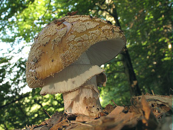 muchotrávka červenkastá, Muchomůrka rúžovka Amanita rubescens Pers.