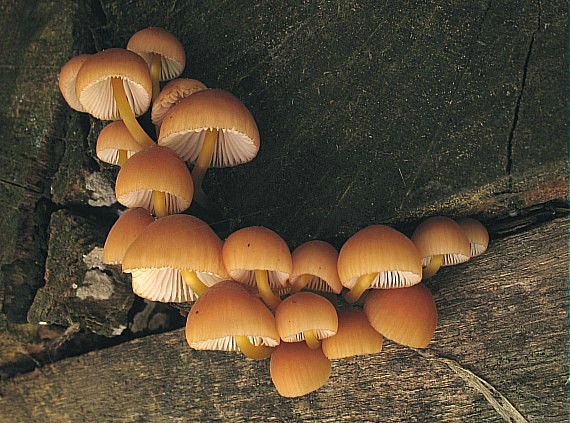 prilbička žltohlúbiková, Helmovka žlutonohá Mycena renati Quél.