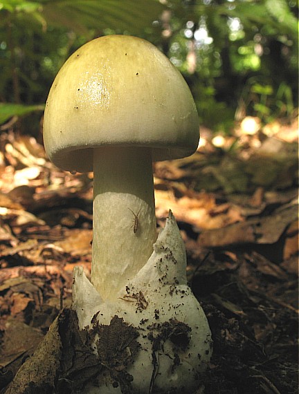 muchotrávka zelená, Muchomůrka zelená Amanita phalloides (Vaill. ex Fr.) Link