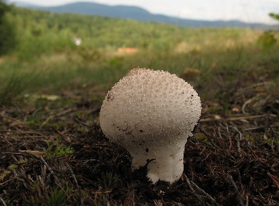 prášnica bradavičnatá, Pýchavka obecná Lycoperdon perlatum Pers.