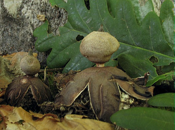 hviezdovka Schmidelova, Hvězdovka pastvinná Geastrum schmidelii Vittad.