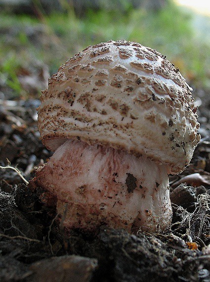 muchotrávka červenkastá, Muchomůrka rúžovka Amanita rubescens Pers.