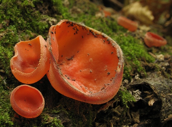 tanierovka oranžová, Mísenka oranžová Aleuria aurantia (Pers.) Fuckel