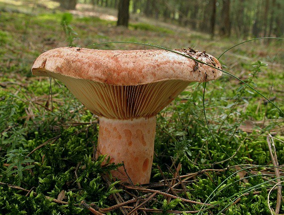 rýdzik pravý Lactarius deliciosus (L.) Gray