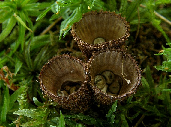 čiaškovec pásikavý, Číšenka rýhovaná Cyathus striatus (Huds.) Willd.
