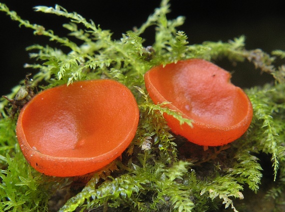tanierovka oranžová, Mísenka oranžová Aleuria aurantia (Pers.) Fuckel