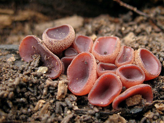 vrtidlovka veľkovýtrusná, Čihovitka větší Ascocoryne cylichnium (Tul.) Korf