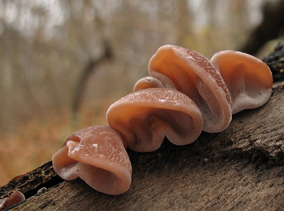 uchovec bazový, Boltcovitka ucho Jidášovo Auricularia auricula-judae (Bull.) Quél.