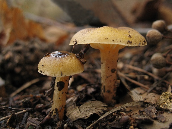 šťavnačka mrazová, Šťavnatka pomrazka Hygrophorus hypothejus (Fr.) Fr.