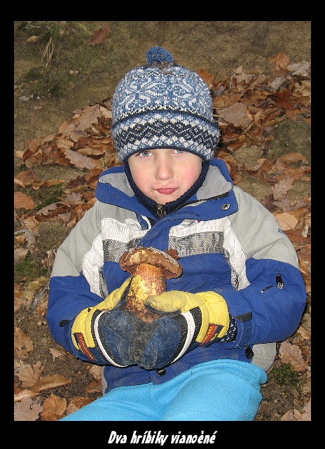 dva hríbiky vianočné Duos boletus Å¡tedrus dnus