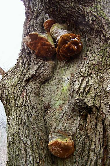 ohňovec obyčajný Phellinus igniarius (L.) Quél.