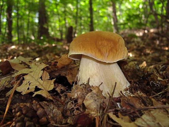 hríb Boletus sp.