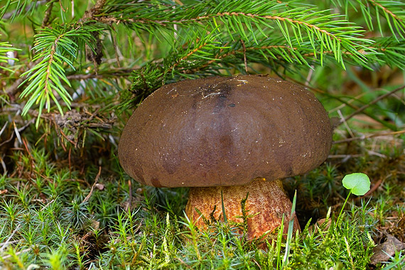 hríb zrnitohlúbikový Sutorius luridiformis (Rostk.) G. Wu & Zhu L. Yang