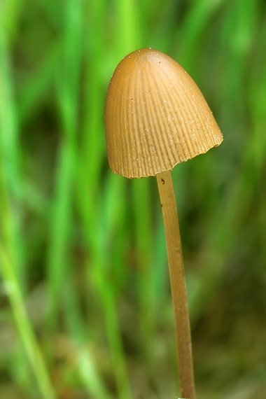 kapucňovec Conocybe sp.