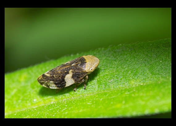 peniarka obyčajná (Philaenus spumarius).