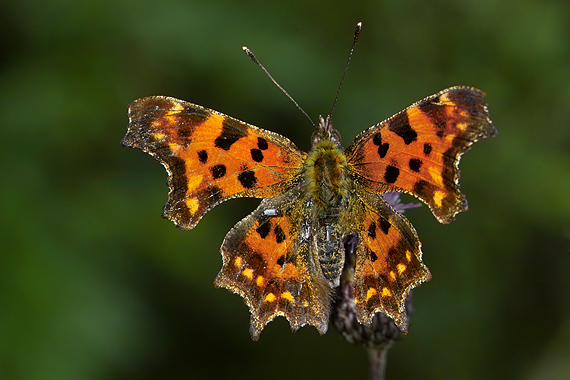 babôčka zubatokrídla Polygonia c-album