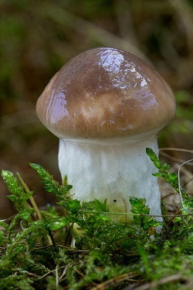 sliziak mazľavý Gomphidius glutinosus (Schaeff.) Fr.