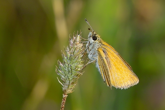 súmračník čiarkový Thymelicus lineola