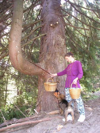 raritný dauble smrek Picea abies