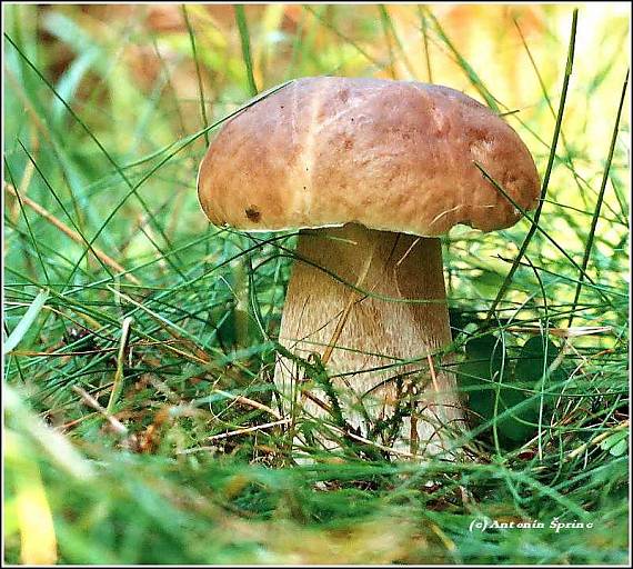 hřib smrkový Boletus edulis Bull.