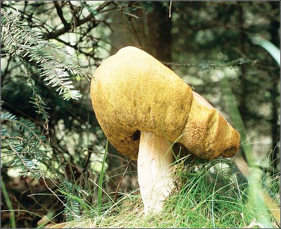 hřib smrkový Boletus edulis Bull.