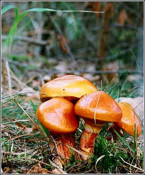 klouzek sličný Suillus grevillei (Klotzsch) Singer