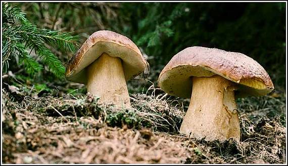 hřib smrkový Boletus edulis Bull.