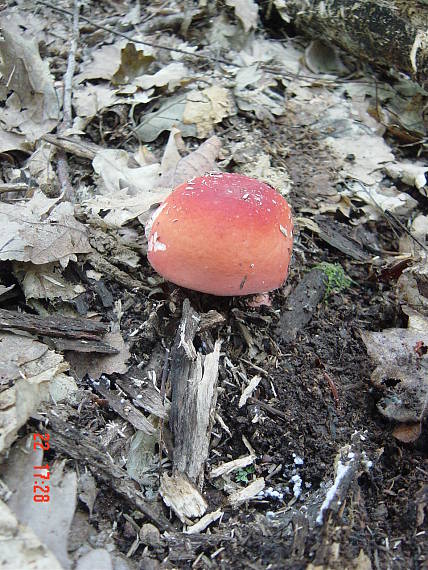 plávka Russula sp.