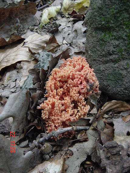 strapačka Ramaria sp.